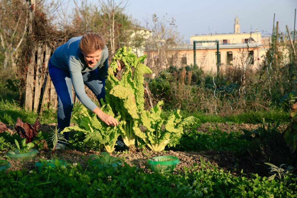 Frau bückt sich im Gemüsegarten und schneidet ein großes Blatt Mangold ab. Im Hintergrund steht ein Wohngebäude.